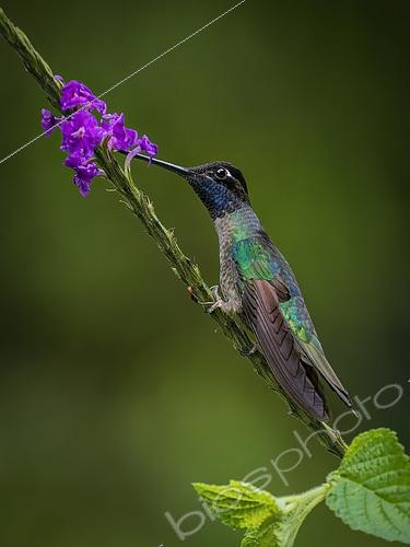Biosphoto | 2608628 | Brillant de Rivoli (Eugenes fulgens), mâle en parade territoriale, Chiriqui Highlands, Panama | &copy; Ignacio Yufera / Biosphoto