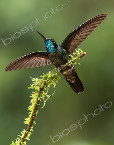 Biosphoto | 2608629 | Brillant de Rivoli (Eugenes fulgens), mâle en parade territoriale, Chiriqui Highlands, Panama | &copy; Ignacio Yufera / Biosphoto