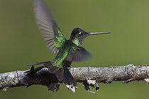 Biosphoto | 2132218 | Brillant fer-de-lance (Heliodoxa jacula) s'envolant, Forêt des nuages de Mount Totumas Cloud Forest, Chiriqui province, Panama. | &copy; Lee Dalton / Biosphoto