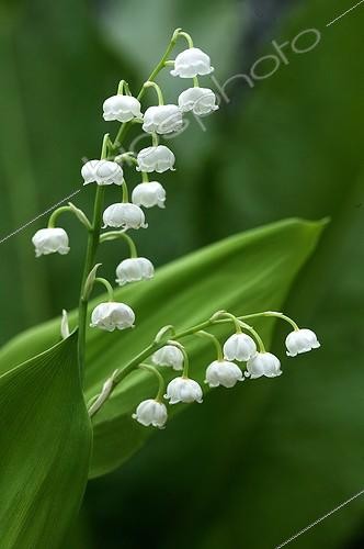 Biosphoto | 1935819 | Brin de Muguet | &copy; Gérard Lacz / Biosphoto