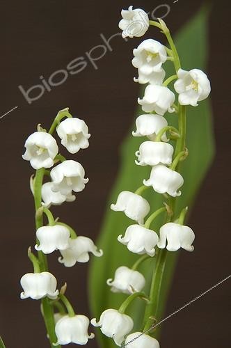 Biosphoto | 25339 | Brin de Muguet de Mai en gros plan | &copy; Muriel Hazan / Biosphoto