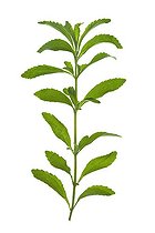 Biosphoto | 1251071 | Brin de Stévia en studio | &copy; Frédérique Bidault / Biosphoto