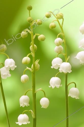 Biosphoto | 33996 | Brins de muguet de Mai en fleur | &copy; J.-M. Labat & F. Rouquette / Biosphoto