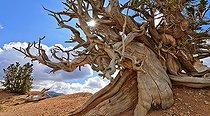 Biosphoto | 2033224 | Bristlecone pine - Cedar Breaks NM Utah USA | &copy; Jean-Philippe Delobelle / Biosphoto