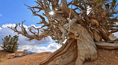 Biosphoto | 2033224 | Bristlecone pine - Cedar Breaks NM Utah USA ; Pines growing at very high altitude (3000 m) and can survive more than 4500 years; this practically dead individual has probably more than two thousand years, but the hard, dense wood can withstand even thousands of years in cold and dry climate  | &copy; Jean-Philippe Delobelle / Biosphoto