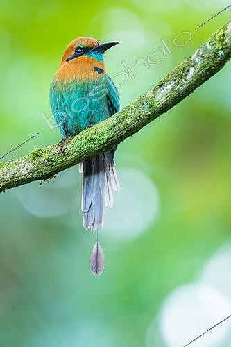 Biosphoto | 2627960 | Broad-billed Motmot (Electron platyrhynchum) resting on a moss-covered branch in tropical forest habitat, Volcán Arenal NP, Costa Rica | &copy; Pablo Barrena / Biosphoto