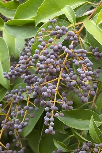 Biosphoto | 2076984 | Broad-leaf privet (Ligustrum lucidum) fruits | &copy; Frédéric Tournay / Biosphoto