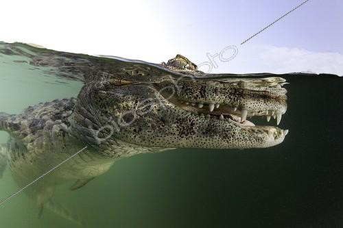 Biosphoto | 1808518 | Broad-snouted Caiman Baia Bonita in Brazil | &copy; Franco Banfi / Biosphoto