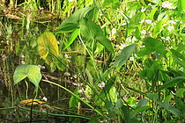 Biosphoto | 2609941 | Broadleaf arrowhead (Sagittaria latifolia), Isere, France | &copy; Jean-François Noblet / Biosphoto