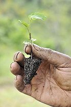 Biosphoto | 1528076 | Broccoli shoot in the hands of a farmer, organic farming, Petropolis, Rio de Janeiro, Brazil, South America | &copy; Florian Kopp / imageBROKER / Biosphoto