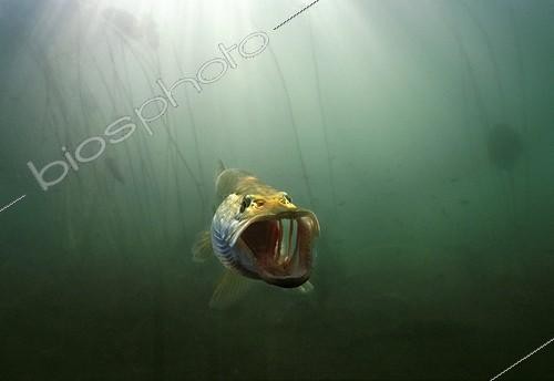 Biosphoto | 328996 | Brochet baillant pour nettoyer ses ouies France | &copy; Michel Loup / Biosphoto
