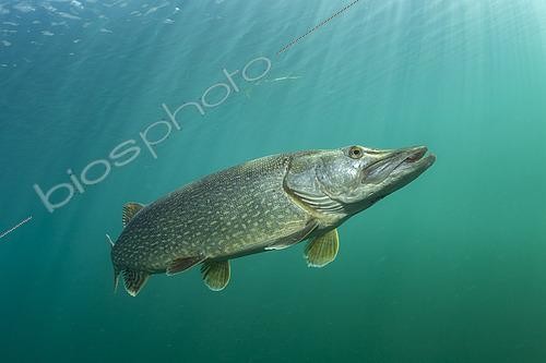 Biosphoto | 2464644 | Brochet (Esox lucius) grand individu, Sion, canton du Valais, Suisse du Sud-Ouest | &copy; Franco Banfi / Biosphoto