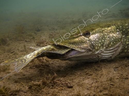 Biosphoto | 2420344 | Brochet (Esox lucius), mangeant un congénère au fond d'un lac, lac Helenesee, Francfort sur l'Oder, Brandebourg, Allemagne | &copy; Daniel Hohlfeld / imageBROKER / Biosphoto