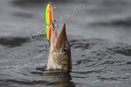 Biosphoto | 606128 | Brochet hameçonné avec un leurre artificiel France ; Pêche au carnassier. Localisation: Lac artificiel de Brennilis, situé dans les monts d'Arée. Il a servi au refroidissement de la centrale de Brennilis. | &copy; Erwan Balança / Biosphoto