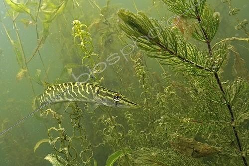 Biosphoto | 1134475 | Brochet juvénile dans les plantes attendant une proie France ; Rivière Le Cher | &copy; Bruno Guénard / Biosphoto