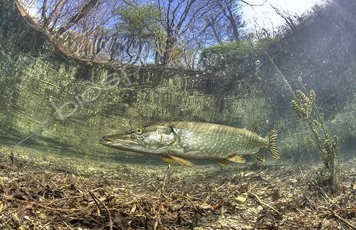 Biosphoto | 602514 | Brochet Lac Echinger Weiher Munich Bavière Allemagne | &copy; Reinhard Dirscherl / Biosphoto