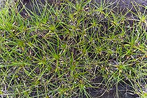 Biosphoto | 2583250 | Bromeliacées sur l' Inselberg de la réserve naturelle des Nouragues. Détail des plantes poussant à même la roche sur l'inselberg. Les Inselbergs, aussi appelés « savanes-roches » en Guyane peuvent également se présenter comme de grandes étendues plus ou moins plates de granit dénudé - Régina, Guyane Française. | &copy; Vincent Premel / Biosphoto