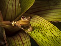 Biosphoto | 2570744 | Bromeliad Tree Frog (isthmohyla picadoi), Chiriqui Highlands, Panama | &copy; Ignacio Yufera / Biosphoto
