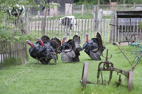 Biosphoto | 2123134 | Bronze turkeys, Sainte Croix park, Lorraine, france | &copy; Bruno Mathieu / Biosphoto