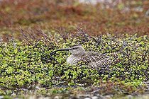 Biosphoto | 1508118 | Brooding Whimbrel (Numenius phaeopus), treeless tundra in the north of Norway, Europe | &copy; Dieter Hopf / imageBROKER / Biosphoto