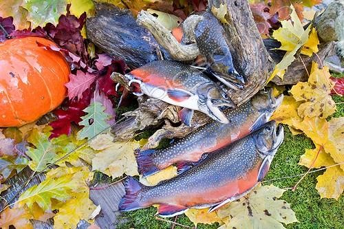 Biosphoto | 990021 | Brook trouts on moss and fall foliage France | &copy; Bruno Mathieu / Biosphoto