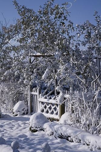 Biosphoto | 108260 | Broom over Arbour and gate under snow   | &copy; NouN / Biosphoto