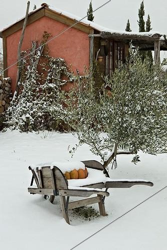 Biosphoto | 696763 | Brouette with squash before the hut under the snow  | &copy; Philippe Giraud / Biosphoto