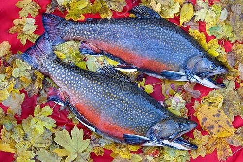 Biosphoto | 681642 | Brout Trout male in color bridal Oberbruck Haut-Rhin | &copy; Bruno Mathieu / Biosphoto