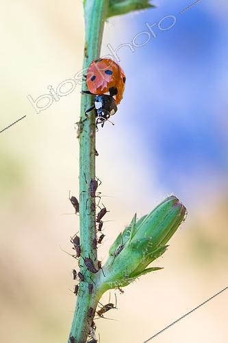 Biosphoto | 2617947 | Brown aphids of chicory (Uroleucon cichorii) or a closely related species, on Asteraceae, with its predator the seven-spotted ladybug (Coccinella septempunctata) on wild chicory (Cichorium intybus), Lorraine, France. | &copy; Stéphane Vitzthum / Biosphoto