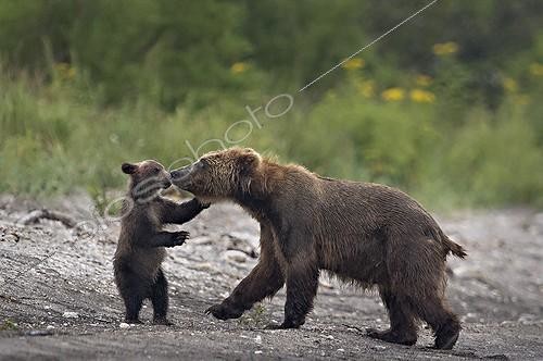 Biosphoto | 1999657 | Brown Bear and cub on bank - Kuril Lake Kamchatka Russia  | &copy; Valter Bernardeschi / Biosphoto