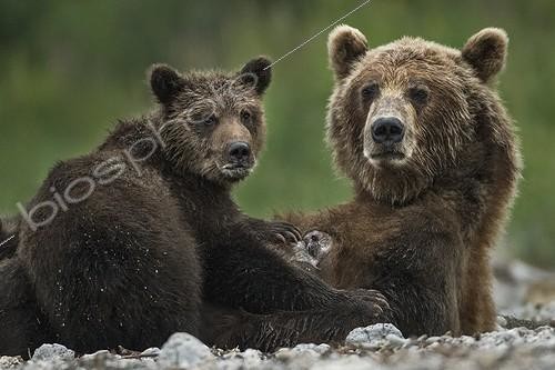 Biosphoto | 1999658 | Brown Bear and cub on bank - Kuril Lake Kamchatka Russia  | &copy; Valter Bernardeschi / Biosphoto