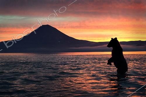 Biosphoto | 1999663 | Brown Bear and volcano at dawn - Kuril Lake Kamchatka Russia | &copy; Valter Bernardeschi / Biosphoto