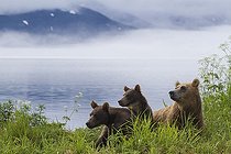 Biosphoto | 2047693 | Brown bear and young - Kurile Lake Kamchatka Russia | &copy; Mike Korostelev / Biosphoto