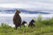 Biosphoto | 2047694 | Brown bear and young - Kurile Lake Kamchatka Russia | &copy; Mike Korostelev / Biosphoto