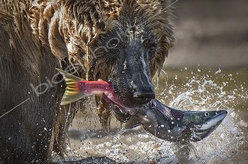 Biosphoto | 1999543 | Brown Bear catching a Salmon - Kuril Lake Kamchatka Russia | &copy; Valter Bernardeschi / Biosphoto