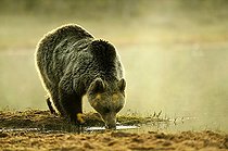 Biosphoto | 911190 | Brown Bear drinking Martinselkonen Finland | &copy; Pierre Vernay / Biosphoto