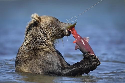 Biosphoto | 1999550 | Brown Bear eating a Salmon - Kuril Lake Kamchatka Russia  | &copy; Valter Bernardeschi / Biosphoto
