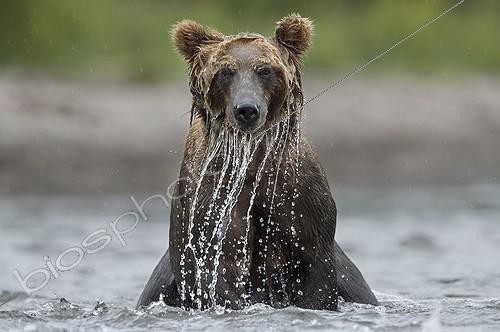 Biosphoto | 1999321 | Brown Bear fishing on water - Kuril Lake Kamchatka Russia  | &copy; Valter Bernardeschi / Biosphoto