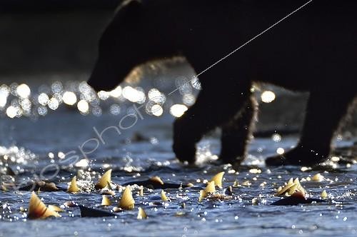 Biosphoto | 1999533 | Brown Bear fishing Salmons - Kuril Lake Kamchatka Russia  | &copy; Valter Bernardeschi / Biosphoto