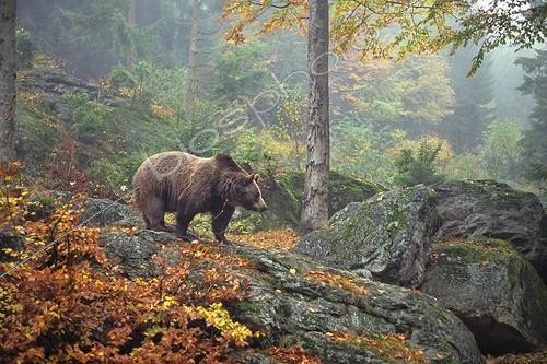 Biosphoto | 620959 | Brown bear in Bavaria National Park Germany | &copy; Bruno Mathieu / Biosphoto