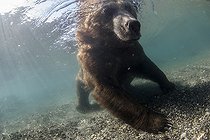 Biosphoto | 2047714 | Brown bear in water - Kurile Lake Kamchatka Russia | &copy; Mike Korostelev / Biosphoto