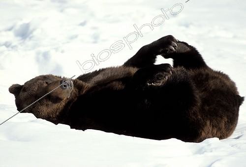 Biosphoto | 2929 | Brown bear lying in snow | &copy; Jean-Michel Labat / Biosphoto