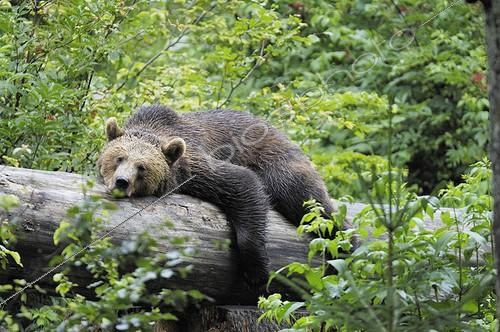 Biosphoto | 521116 | Brown bear lying on a trunk | &copy; Claude Balcaen / Biosphoto