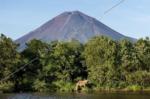 Biosphoto | 1999661 | Brown Bear on bank and volcano - Kuril Lake Kamchatka | &copy; Valter Bernardeschi / Biosphoto
