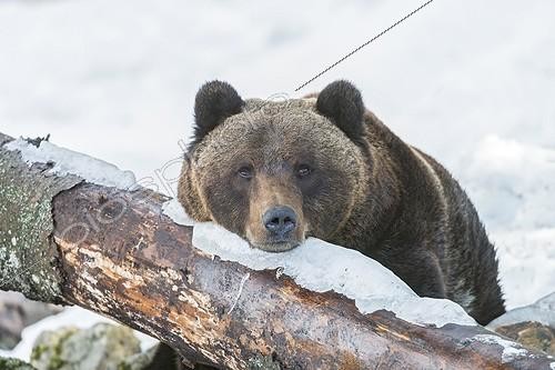 Biosphoto | 2007968 | Brown bear sit under snow against a trunk | &copy; Jean-Paul Chatagnon / Biosphoto