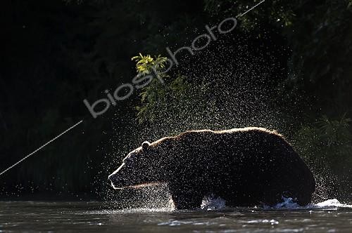 Biosphoto | 1999665 | Brown Bear snorting - Kuril Lake Kamchatka Russia | &copy; Valter Bernardeschi / Biosphoto