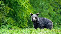 Biosphoto | 2601905 | Brown bear (Ursus arctos) standing in the grass in rain. Romania. | &copy; Ervin Horesnyík / Biosphoto