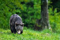 Biosphoto | 2601906 | Brown bear (Ursus arctos) standing in the grass in rain. Romania. | &copy; Ervin Horesnyík / Biosphoto