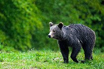 Biosphoto | 2601907 | Brown bear (Ursus arctos) standing in the grass in rain. Romania. | &copy; Ervin Horesnyík / Biosphoto