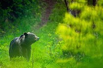 Biosphoto | 2601910 | Brown bear (Ursus arctos) standing in the grass. Romania. | &copy; Ervin Horesnyík / Biosphoto